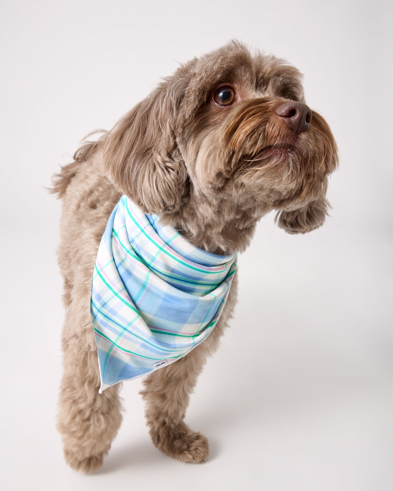 Springtime Plaid Pet Bandana